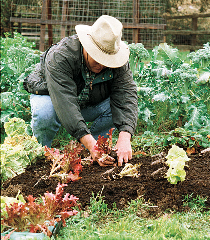 Gardener's Guide to Winter Plant Protection