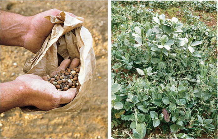 handful of cover crop seeds and a cover crop