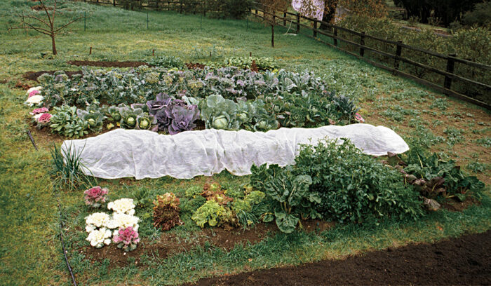 A lettuce bed is draped with floating row cover to protect it from a freeze