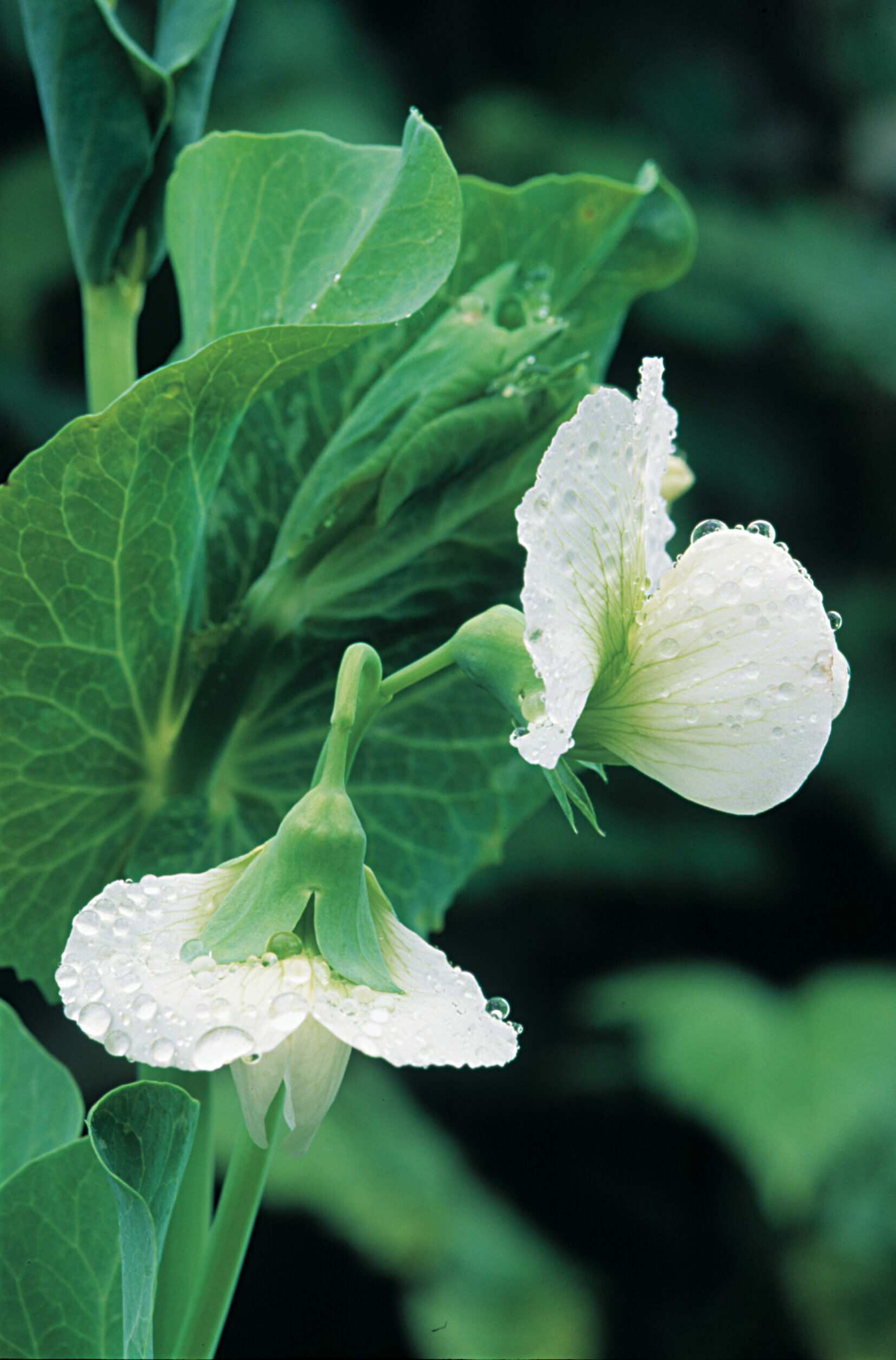 Once peas start to flower, keep a close eye on developing pods to harvest at peak maturity.