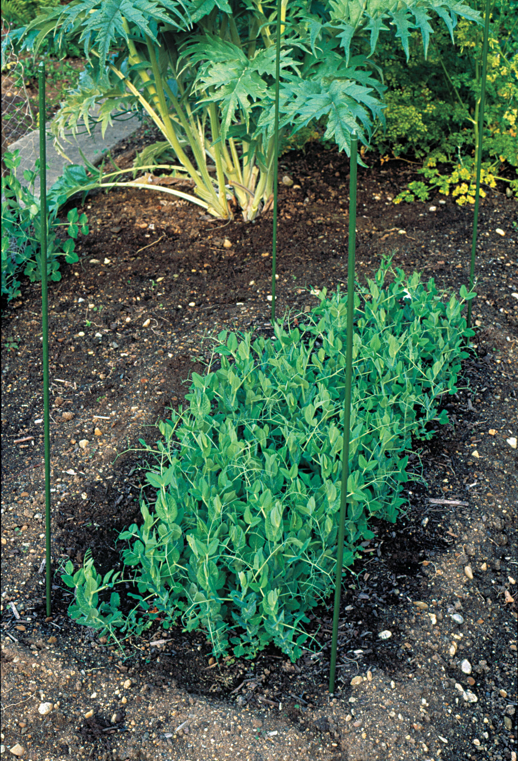 Stakes at the corners of the bed will provide the structure for the string to help support this block of peas.