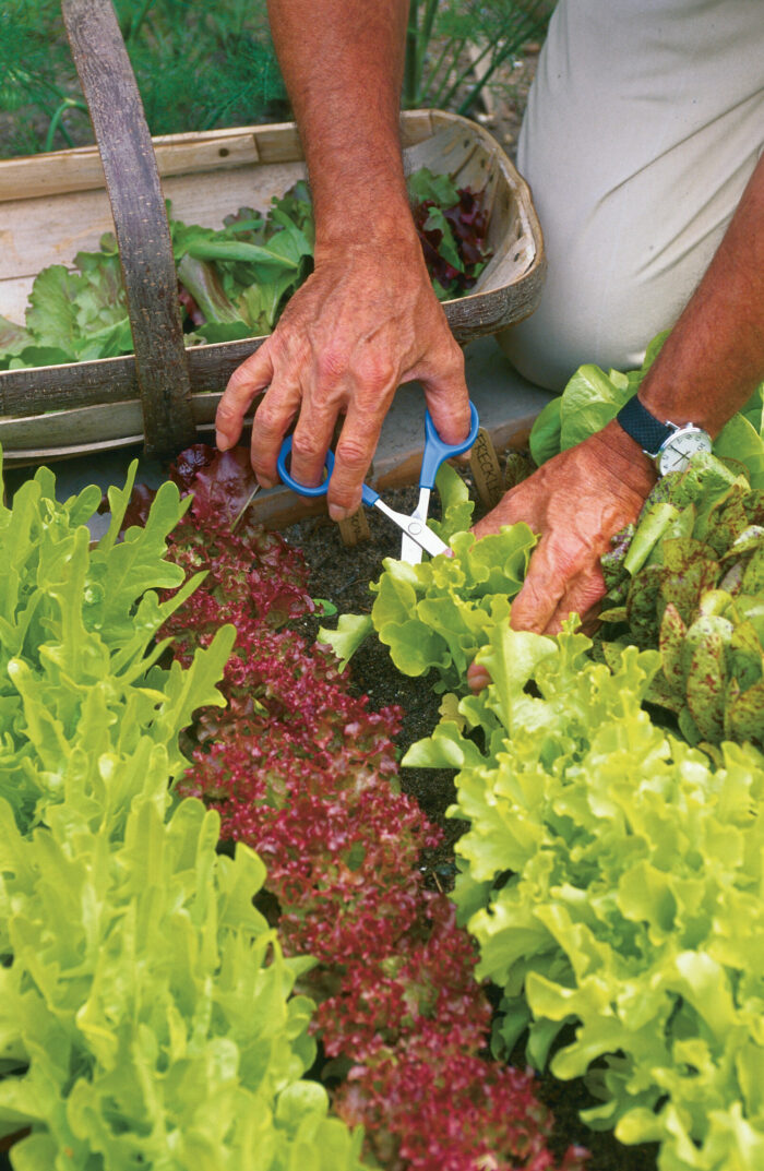 The Ultimate Guide To Lettuce and Salad Green Varieties