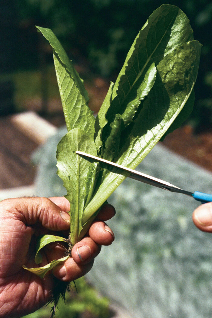 Cut-and-Come-Again Lettuce Sampler - Fine Gardening