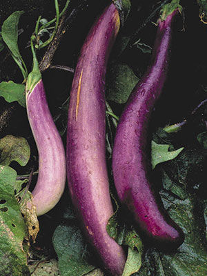 ‘Pingtung Long’ Eggplant