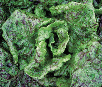 Speckled Amish’ Lettuce