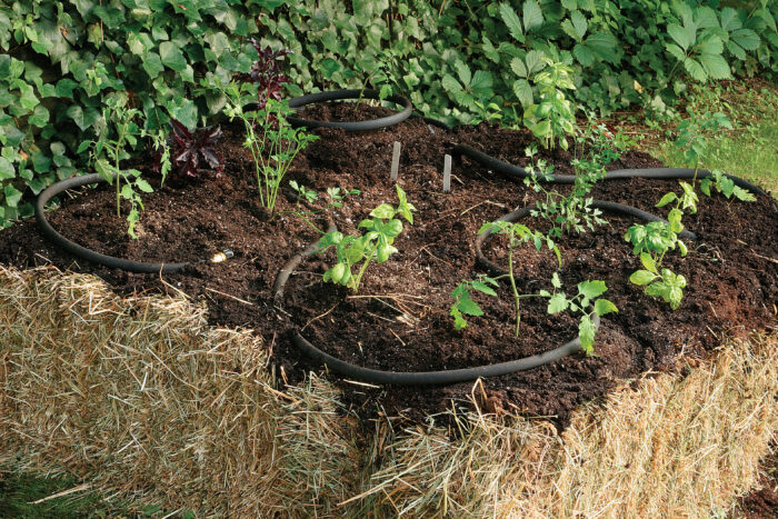 soaker hose drip irrigation system in a garden out of straw