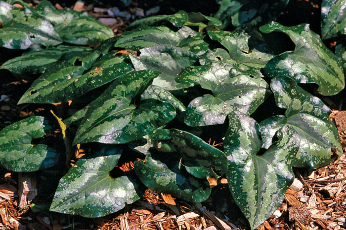 Chinese wild ginger