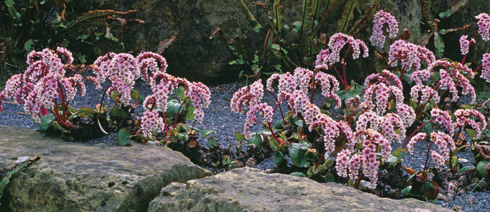 Hairy bergenia