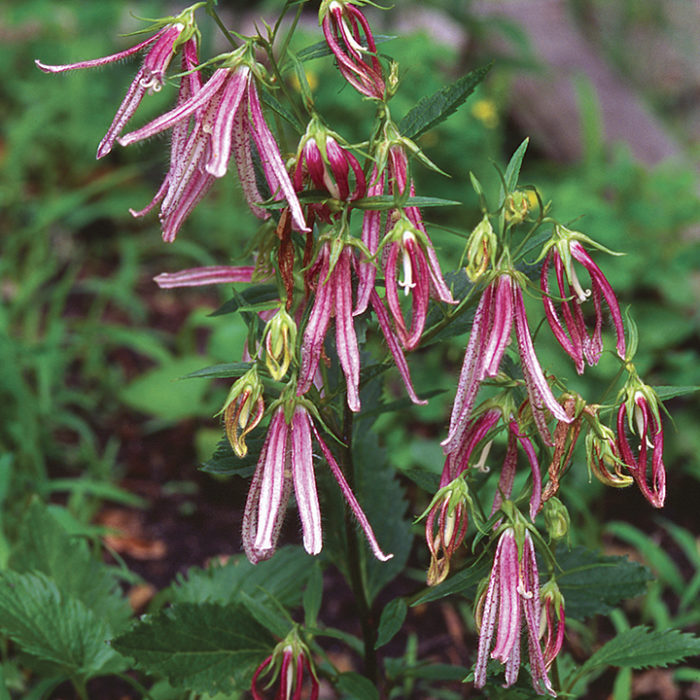 ‘Pink Octopus’ spreading bellflower