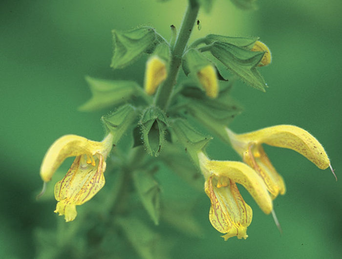 Japanese yellow sage