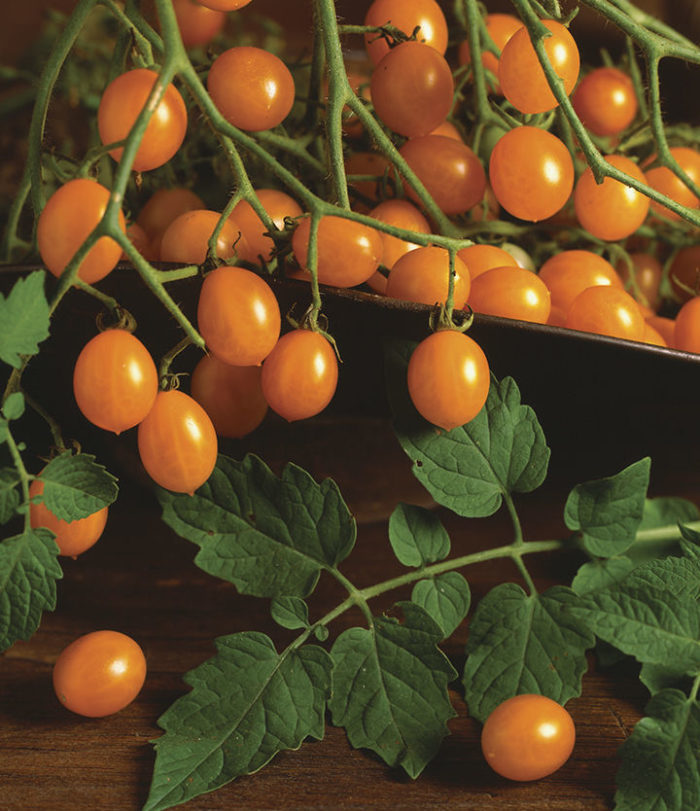 ‘Blondköpfchen’ tomato