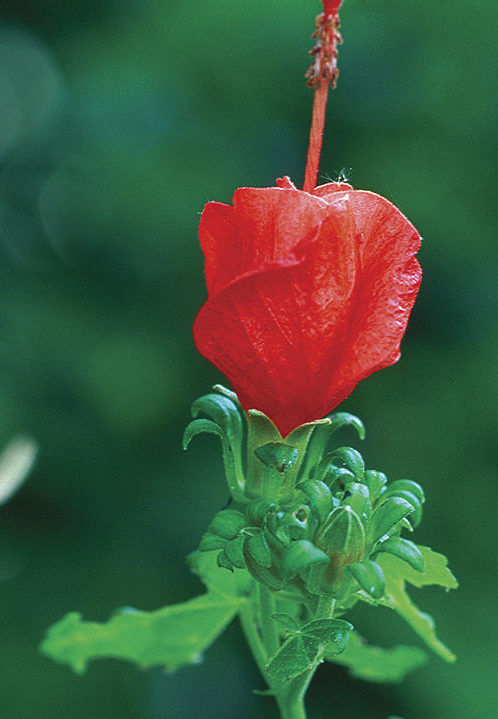 Turk’s cap