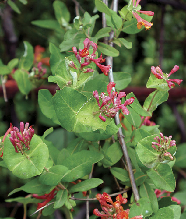 Coral Honeysuckle