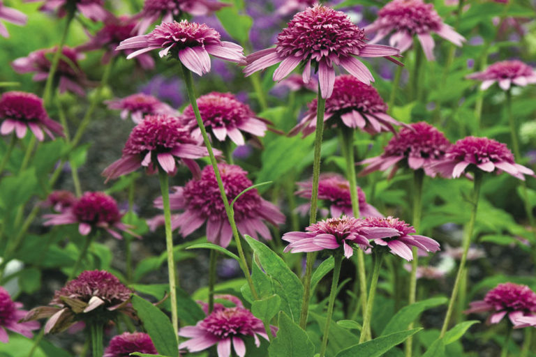 Coneflowers The Best of the Best Fine Gardening