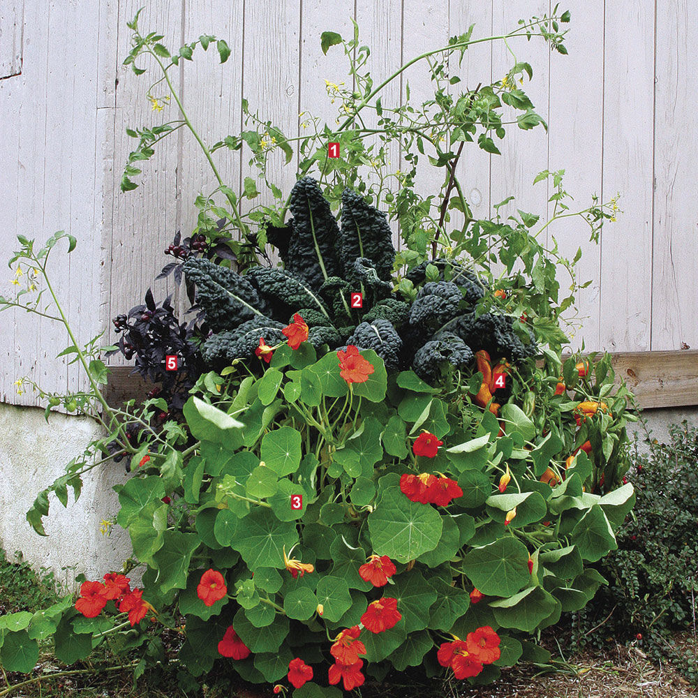 Culinary Mint Medley - FineGardening