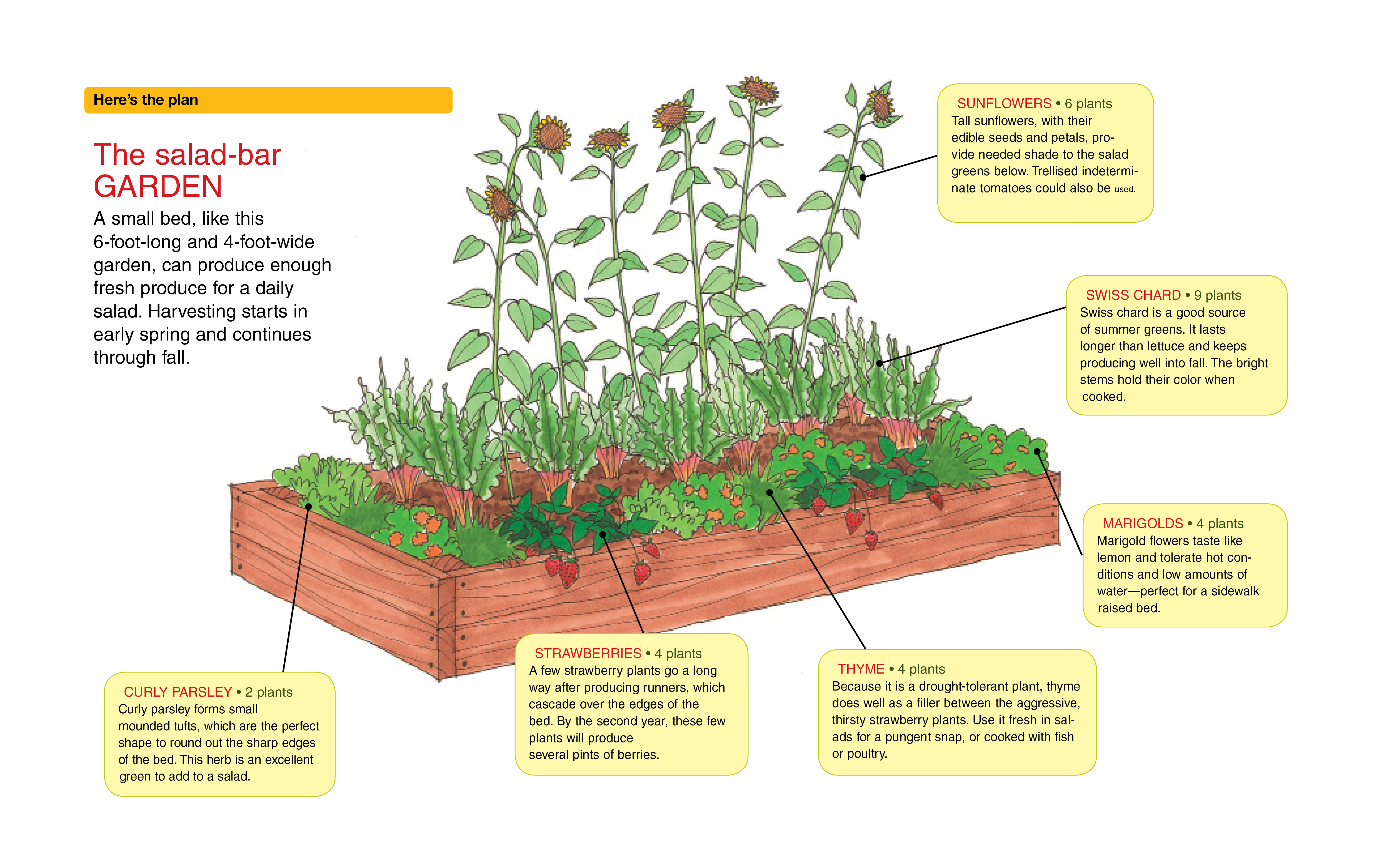 planting plan for a salad bar garden