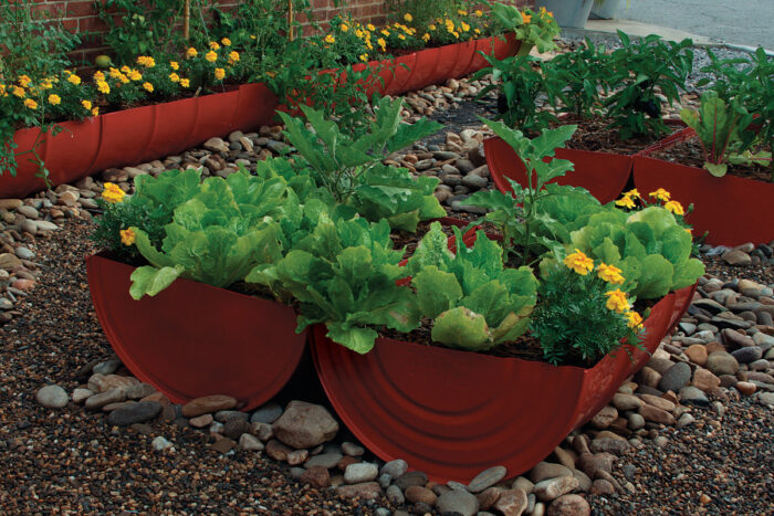 an oil drum makes a great small vegetable garden bed