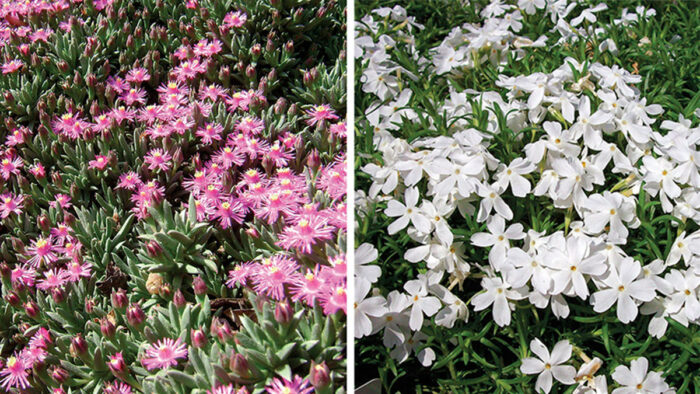 ground covers