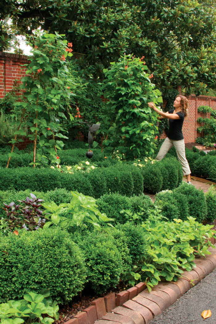 woman training plants on a trellis