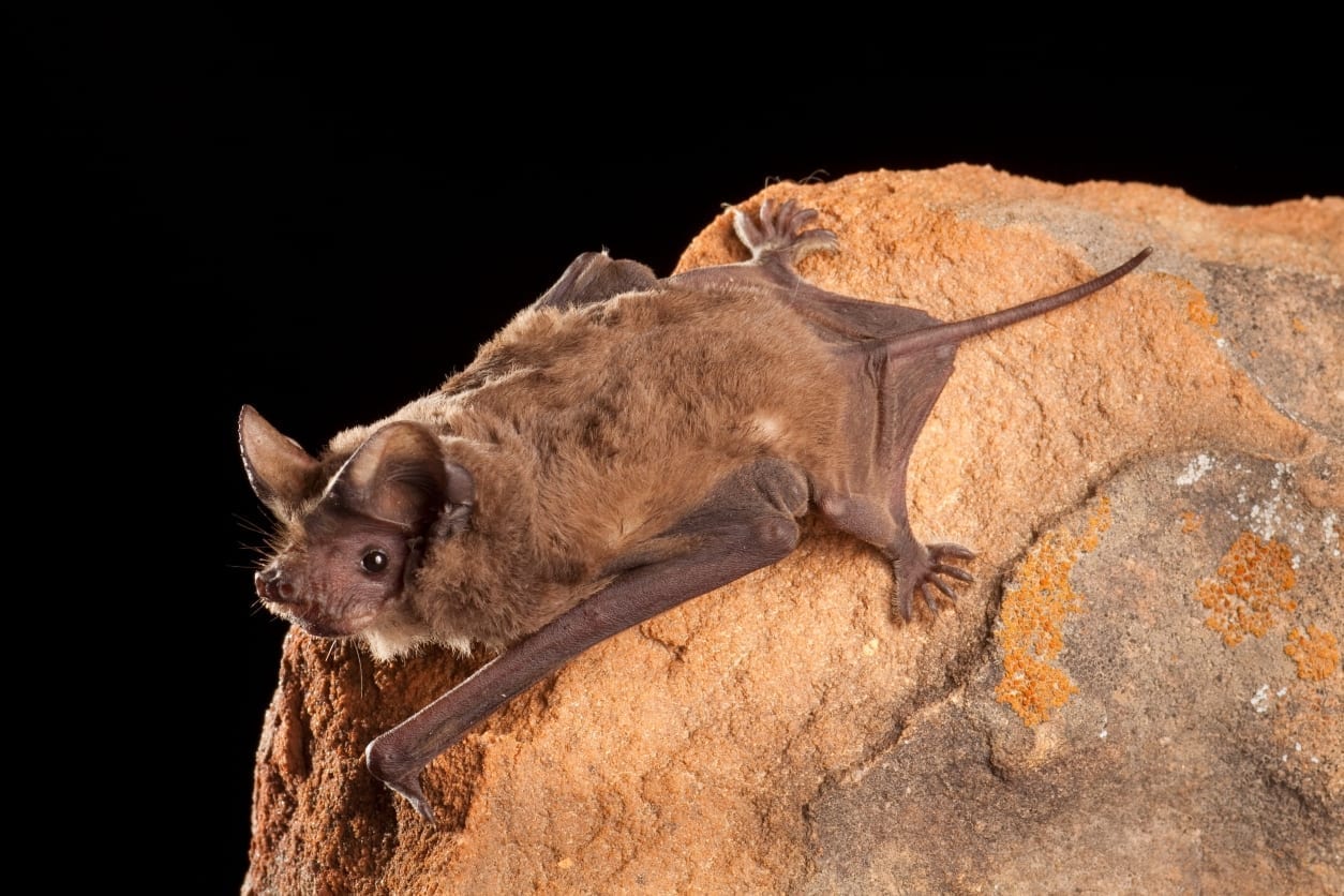 Roosting Mexican Free Tailed bat. 