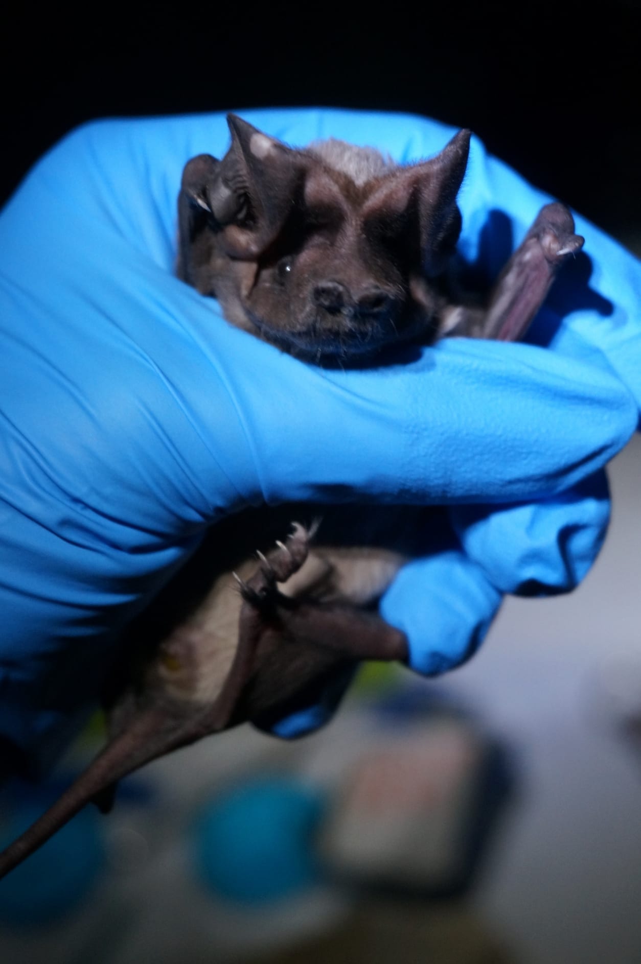 Florida bonneted bat