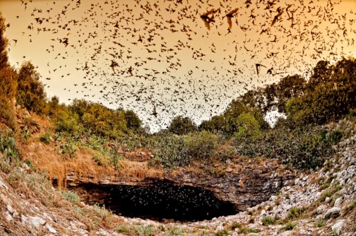 Bracken Cave Preserve.