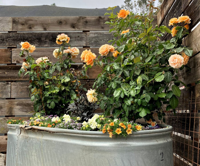 orange roses in a container