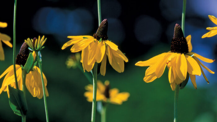 plants for wet soil in south