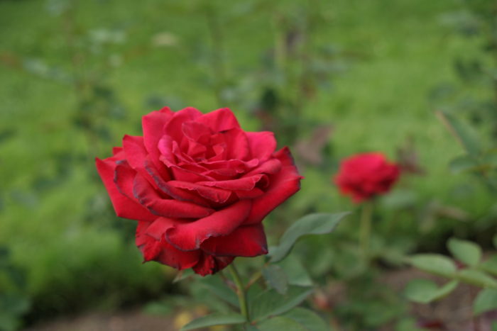 close up of blooming rose