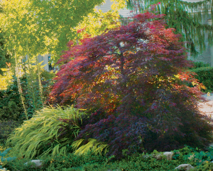 Red laceleaf Japanese maple