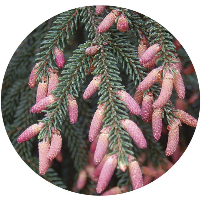 pinecones of ‘Gowdy’ Oriental spruce