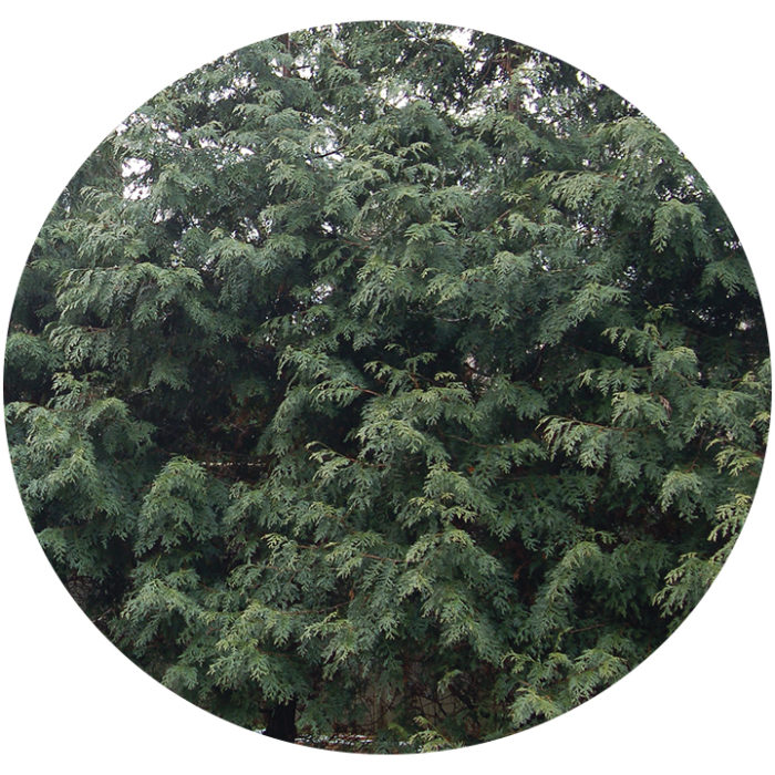 green leaves of Western red cedar