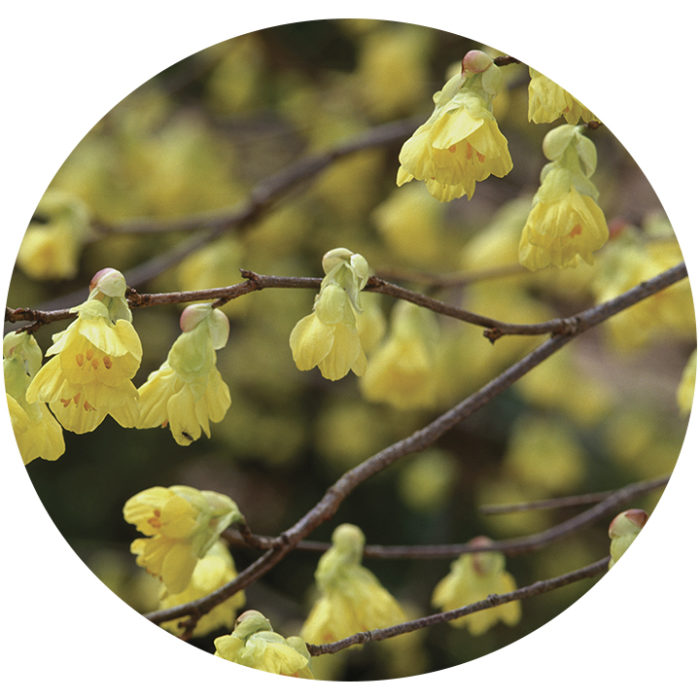 Buttercup winter hazel flowers