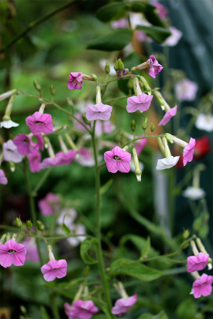 MustHave Annuals Fine Gardening