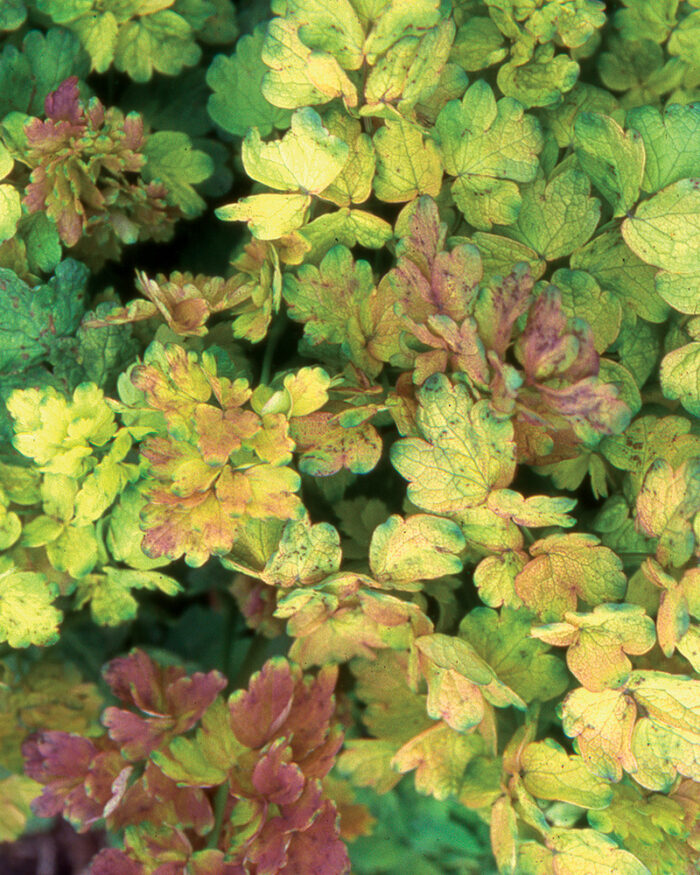 Illuminator yellow meadow rue