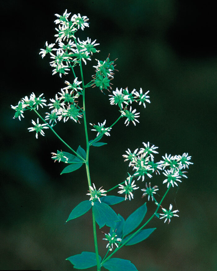 tall meadow rue