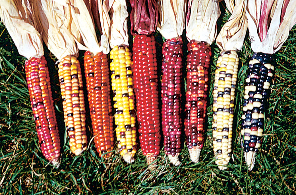 How Do You Know When to Harvest Sweet Corn? - FineGardening