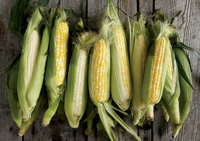 growing corn