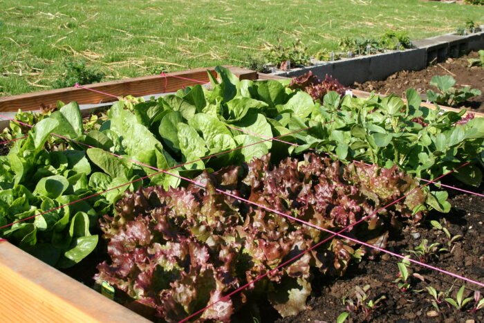 square foot gardening setup with lettuce