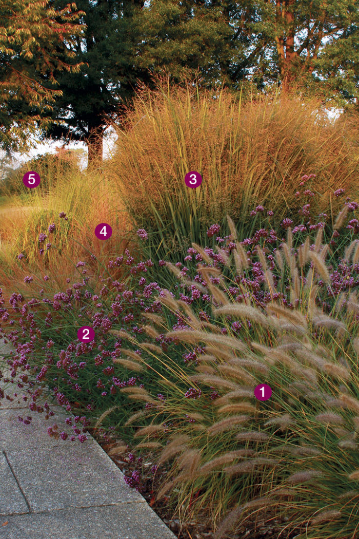 ‘Hameln’ fountain grass, Tall verbena, ‘Northwind’ switchgrass , ‘Itasca’ little bluestem, ‘Skyracer’ purple moor grass 