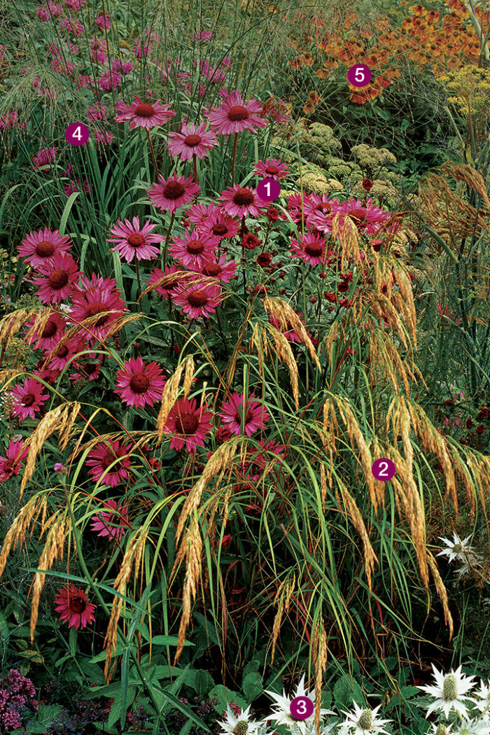  ‘Rubinglow’ purple coneflower, Pheasant grass, ‘Silver Ghost’ sea holly , ‘Silver Ghost’, Purple moor grass, Sneezeweed 