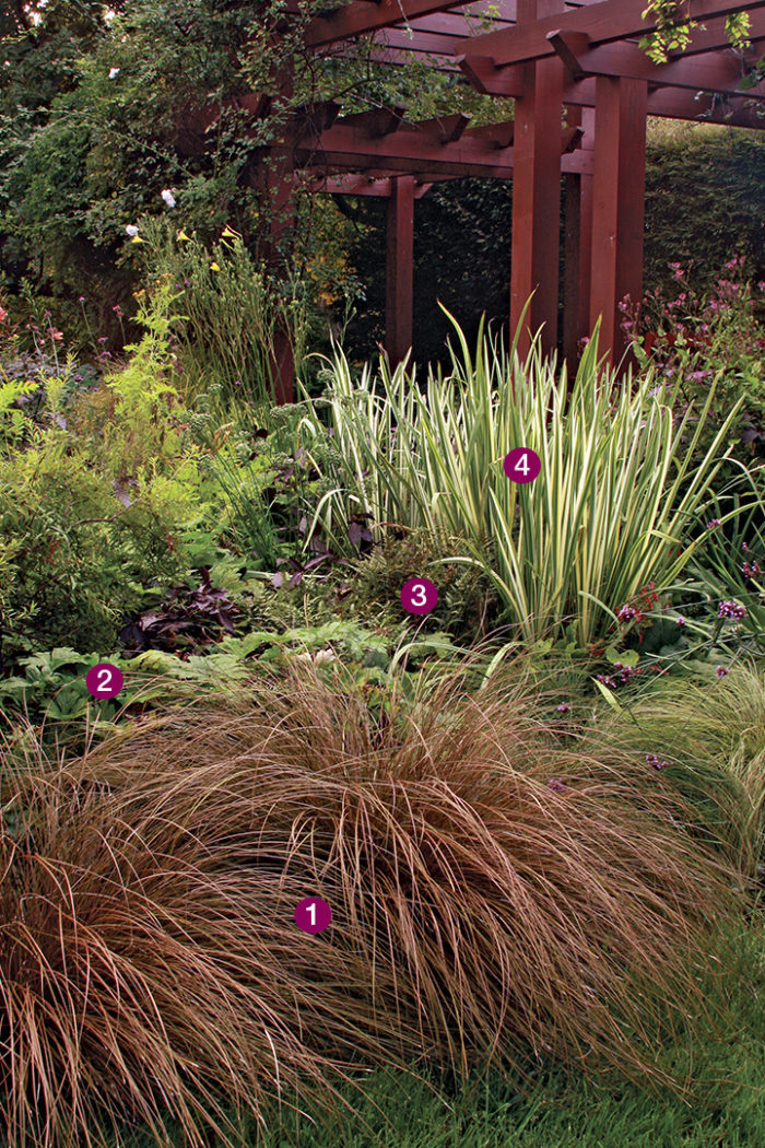  Weeping brown sedge, Armenian cranesbill, Japanese painted fern, Variegated Japanese iris 