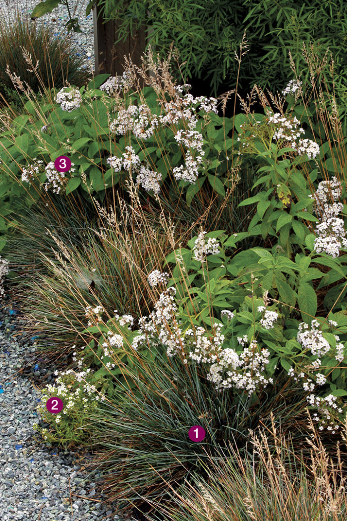 ‘Elijah Blue’ blue fescue, ‘New Carpet of Snow’ sweet alyssum, White heliotrope 