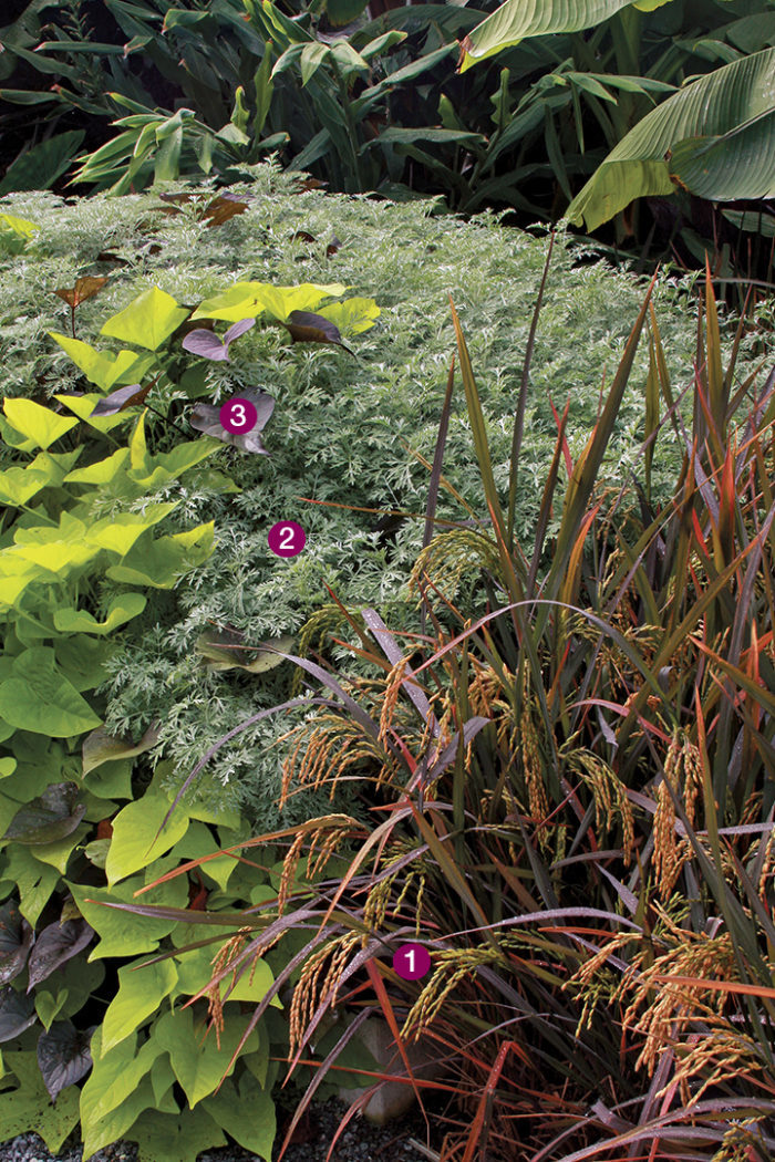 ‘Black Madras’ ornamental rice, Powis Castle’ wormwood, Sweet potato vines 