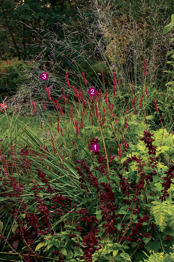 Paul’ salvia,. ‘Firetail’ mountain fleeceflower . ‘Skyracer’ purple moor grass 