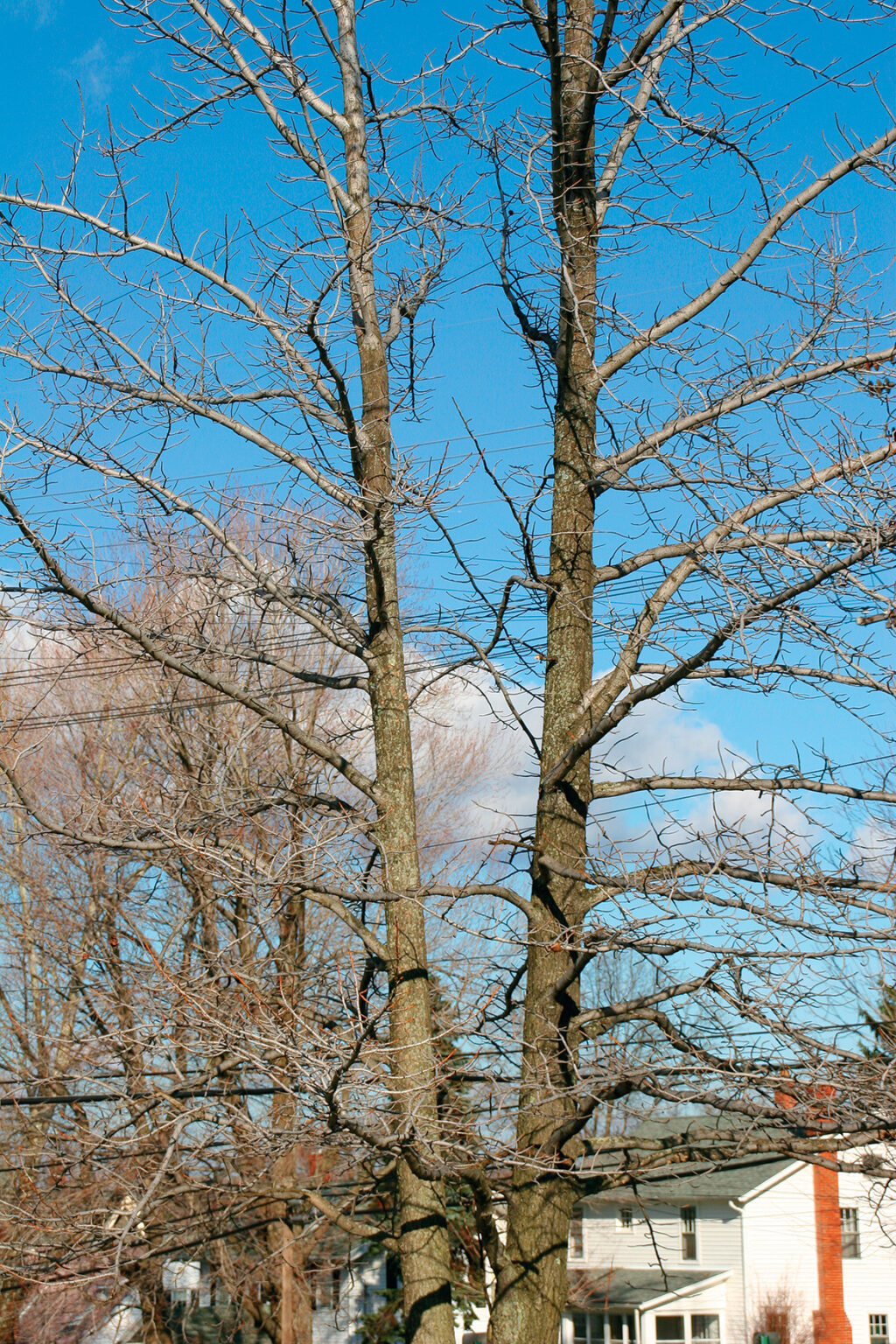 Five Common Pruning Mistakes, and How to Fix Them - FineGardening