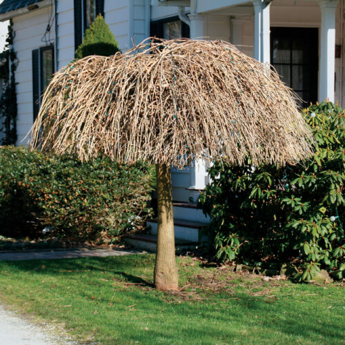 How to Prune a Weeping Willow