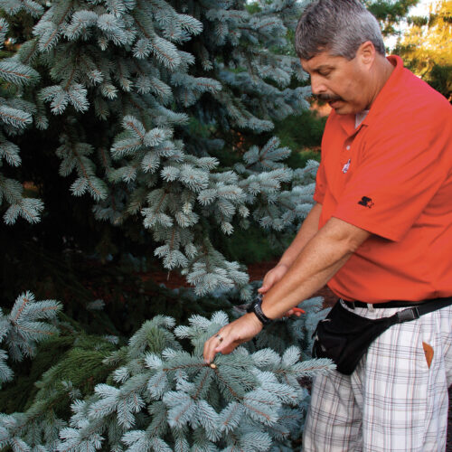 pruning a tree branch