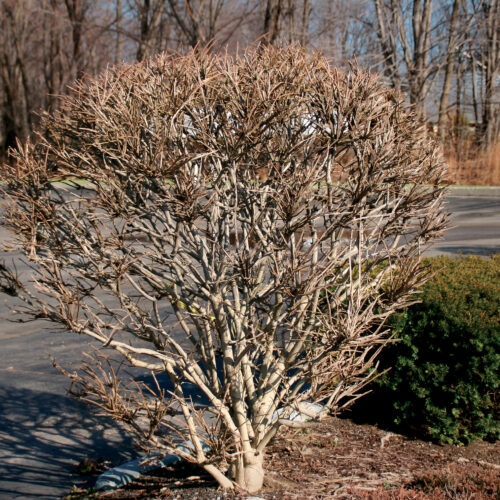 pruning a euonymus alatta