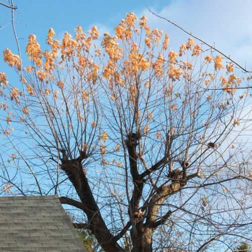 removed tree top